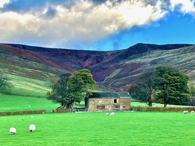 Countryside view with a stone barn and sheep grazing in the fields.