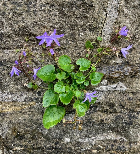 Wildflowers growing on the stone wall.